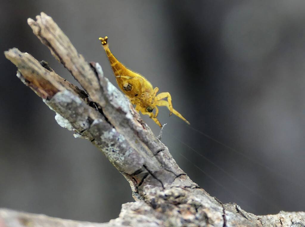 Scorpion-tailed Spider (Arachnura higginsi) © Stefan Jones
