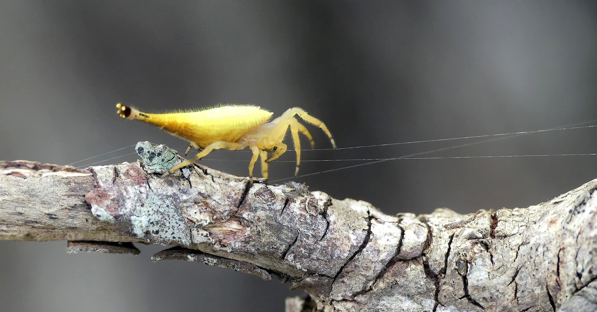 Scorpion-tailed Spider (Arachnura higginsi) © Stefan Jones