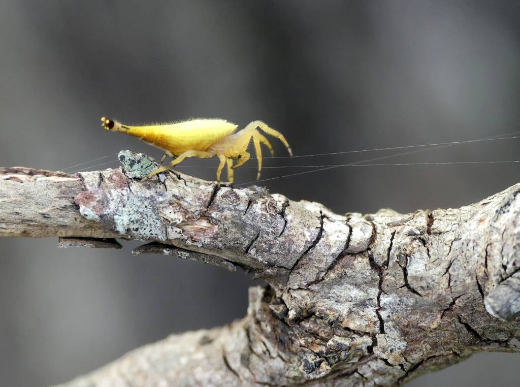 Scorpion-tailed Spider (Arachnura higginsi) © Stefan Jones