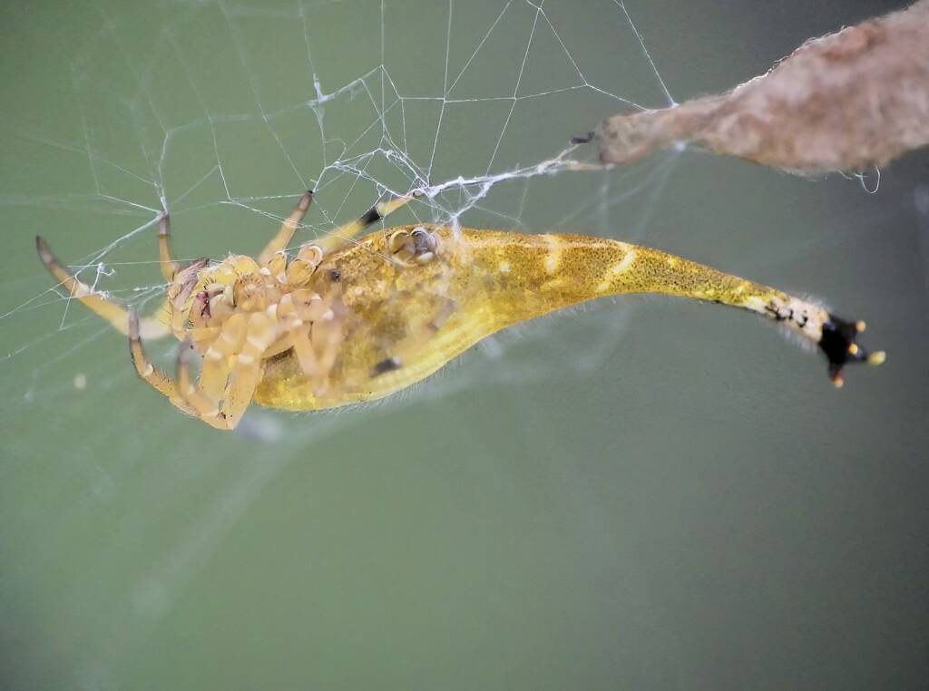 Female Scorpion-tailed Spider (Arachnura higginsi) with egg sacs © Stefan Jones