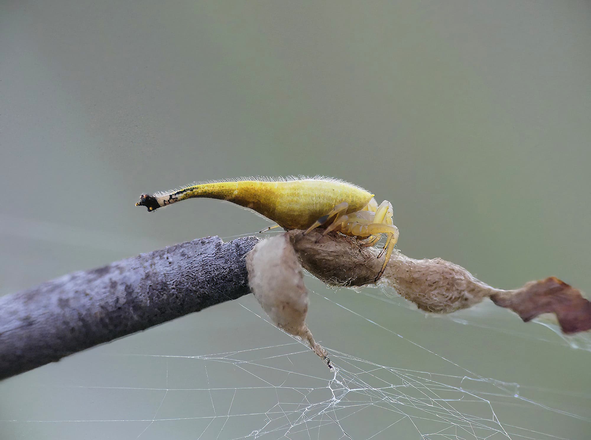 Female Scorpion-tailed Spider (Arachnura higginsi) with egg sacs © Stefan Jones