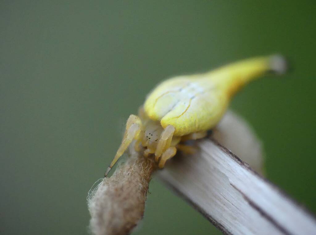 Female Scorpion-tailed Spider (Arachnura higginsi) with egg sacs © Stefan Jones