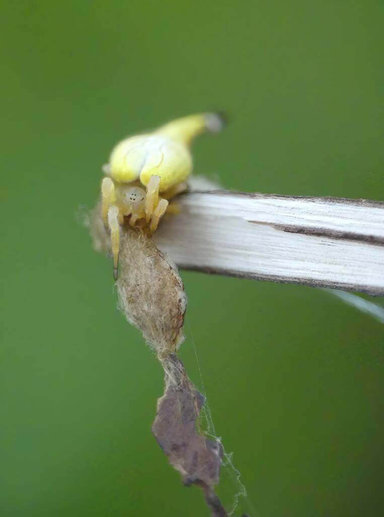 Female Scorpion-tailed Spider (Arachnura higginsi) with egg sacs © Stefan Jones