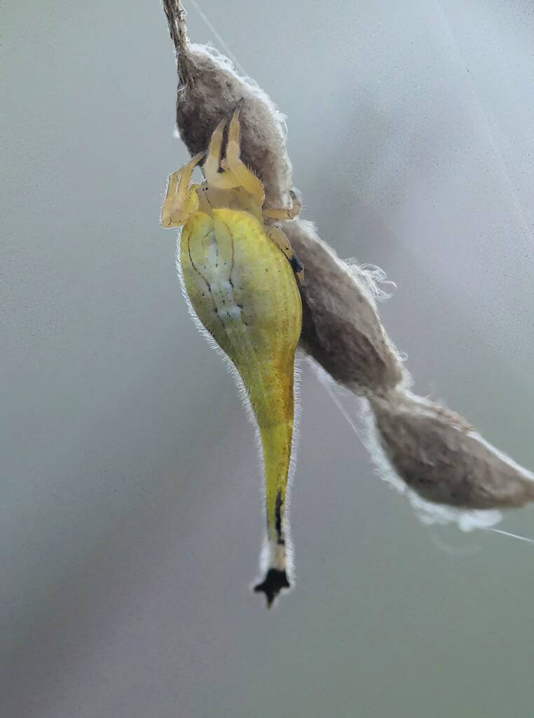 Female Scorpion-tailed Spider (Arachnura higginsi) with egg sacs © Stefan Jones
