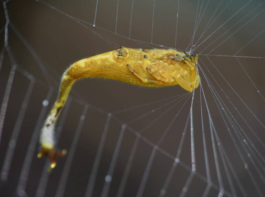 Scorpion-tailed Spider (Arachnura higginsi) © Stefan Jones