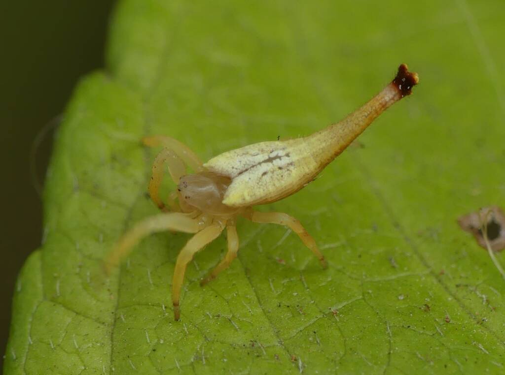 Scorpion-tailed Spider (Arachnura higginsi) © Stefan Jones