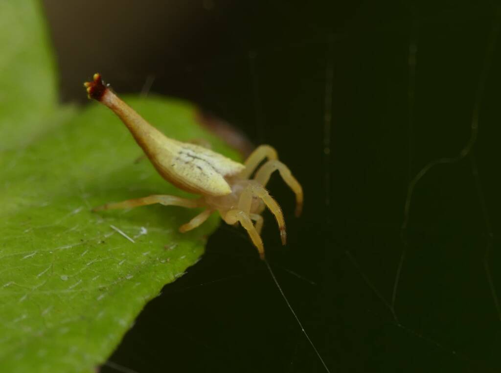 Scorpion-tailed Spider (Arachnura higginsi) © Stefan Jones