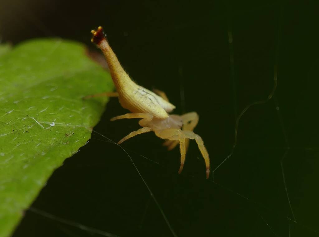 Scorpion-tailed Spider (Arachnura higginsi) © Stefan Jones