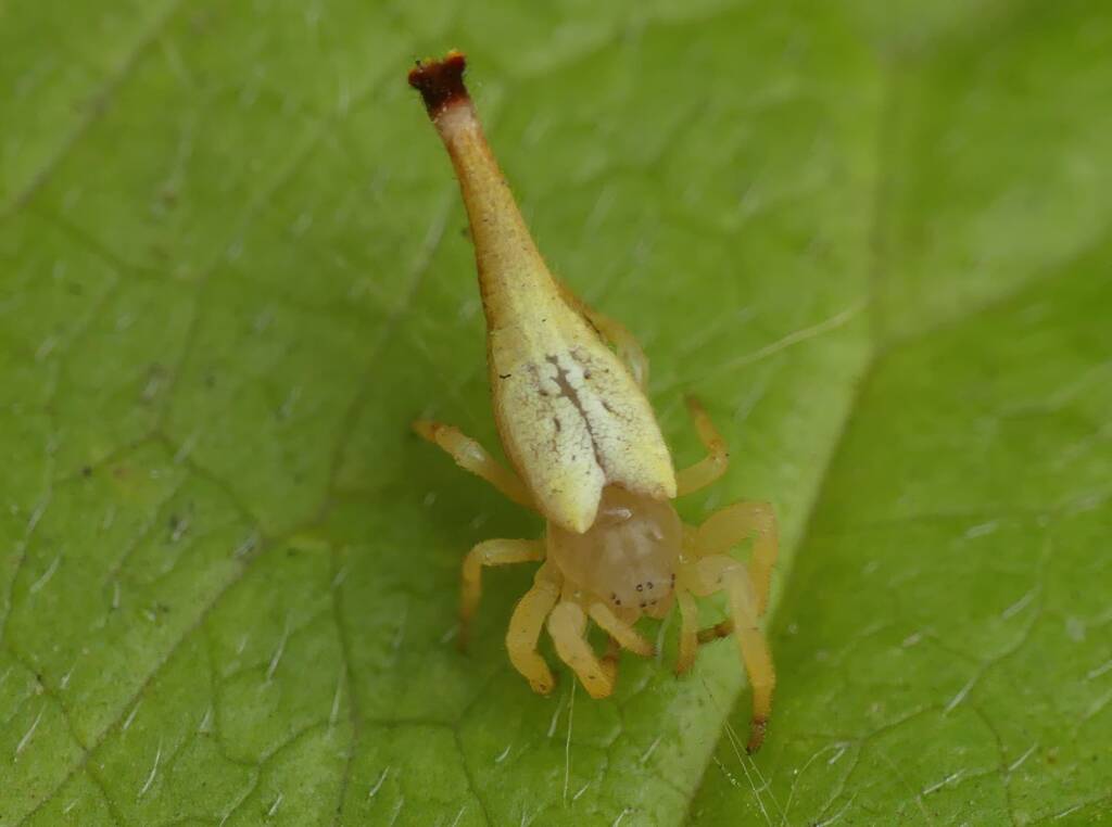 Scorpion-tailed Spider (Arachnura higginsi) © Stefan Jones