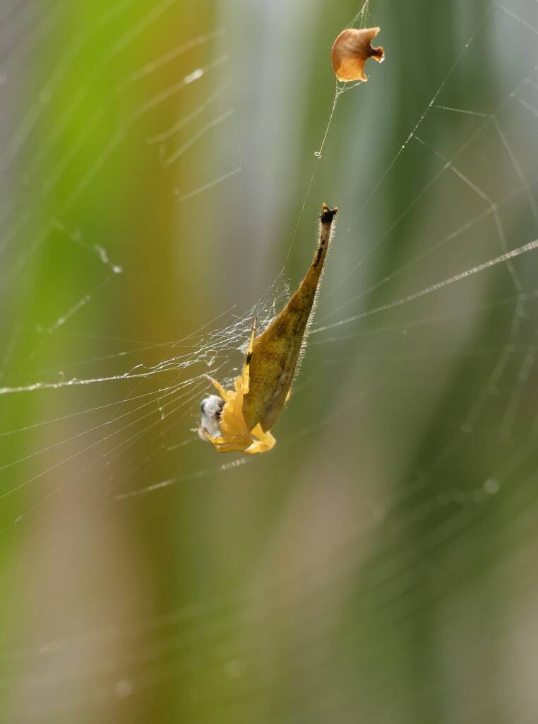 Scorpion-tailed Spider (Arachnura higginsi) © Stefan Jones