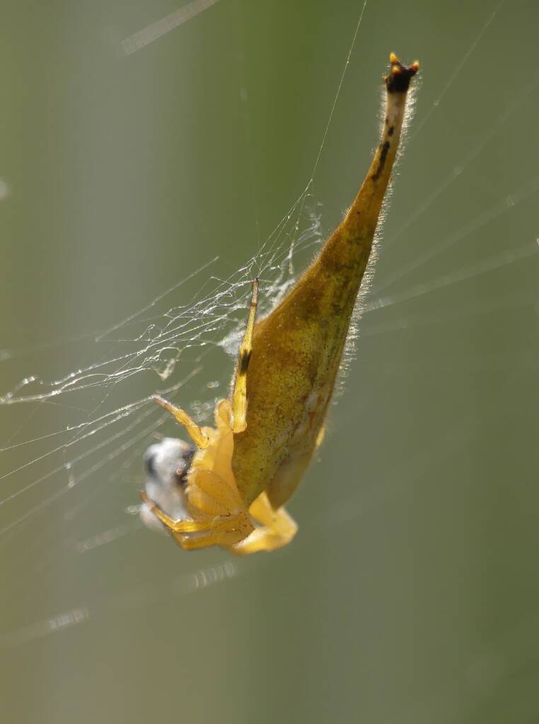 Scorpion-tailed Spider (Arachnura higginsi) © Stefan Jones