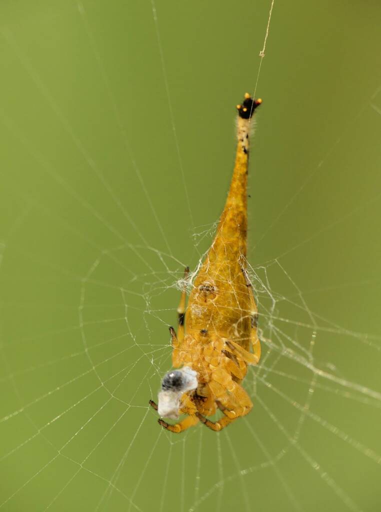 Scorpion-tailed Spider (Arachnura higginsi) © Stefan Jones