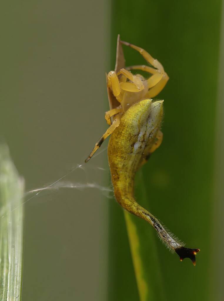 Scorpion-tailed Spider (Arachnura higginsi) © Stefan Jones