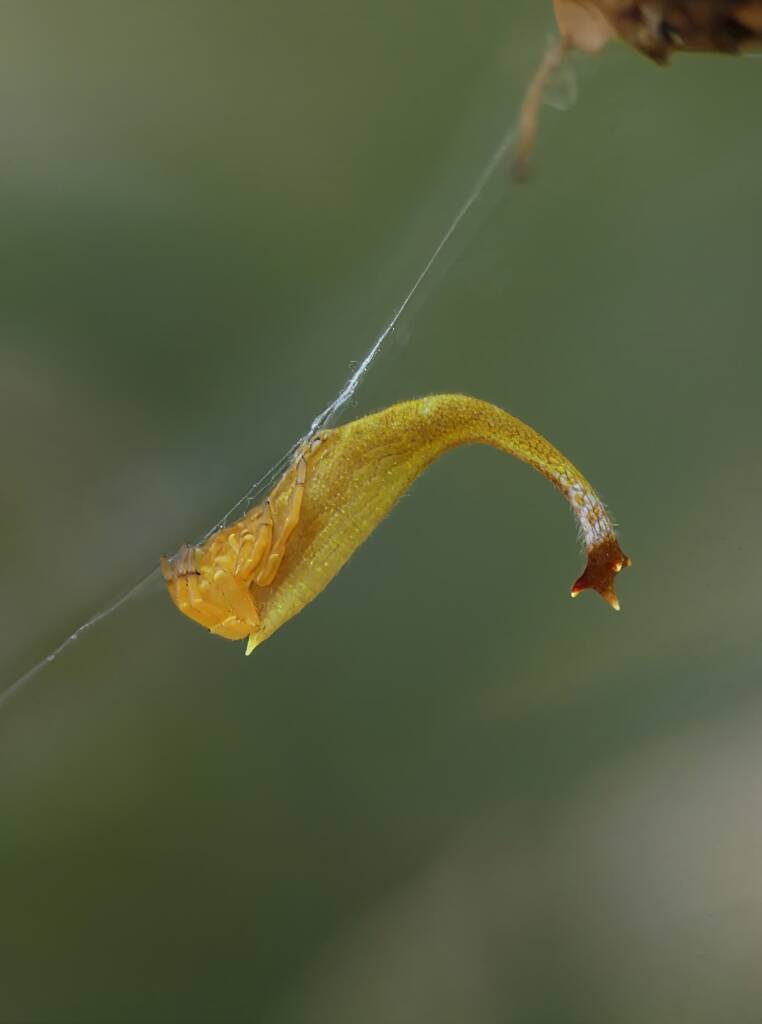 Scorpion-tailed Spider (Arachnura higginsi) © Stefan Jones
