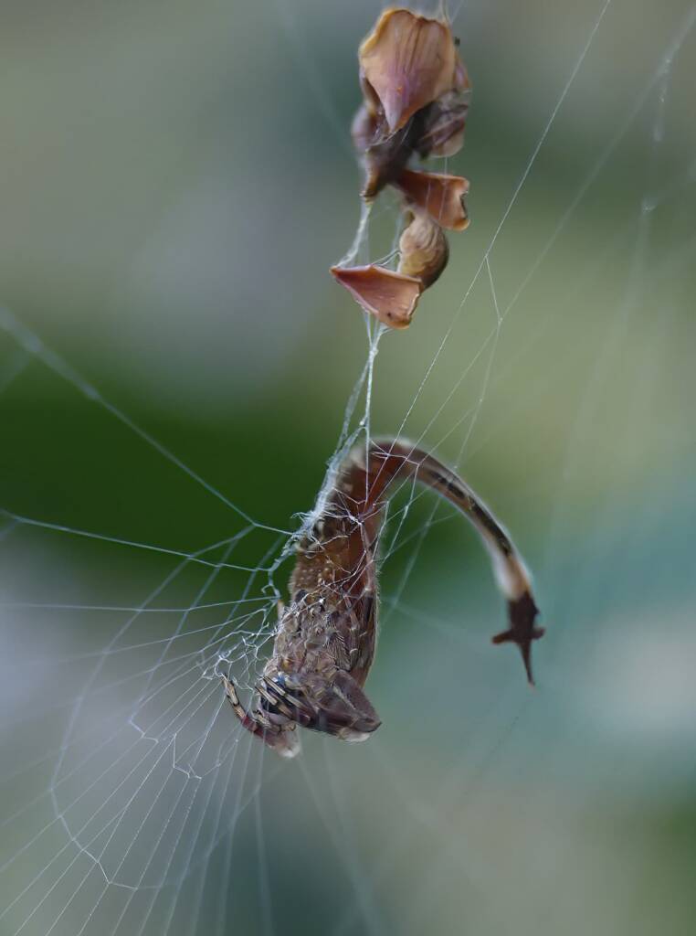 Scorpion-tailed Spider (Arachnura higginsi) © Stefan Jones