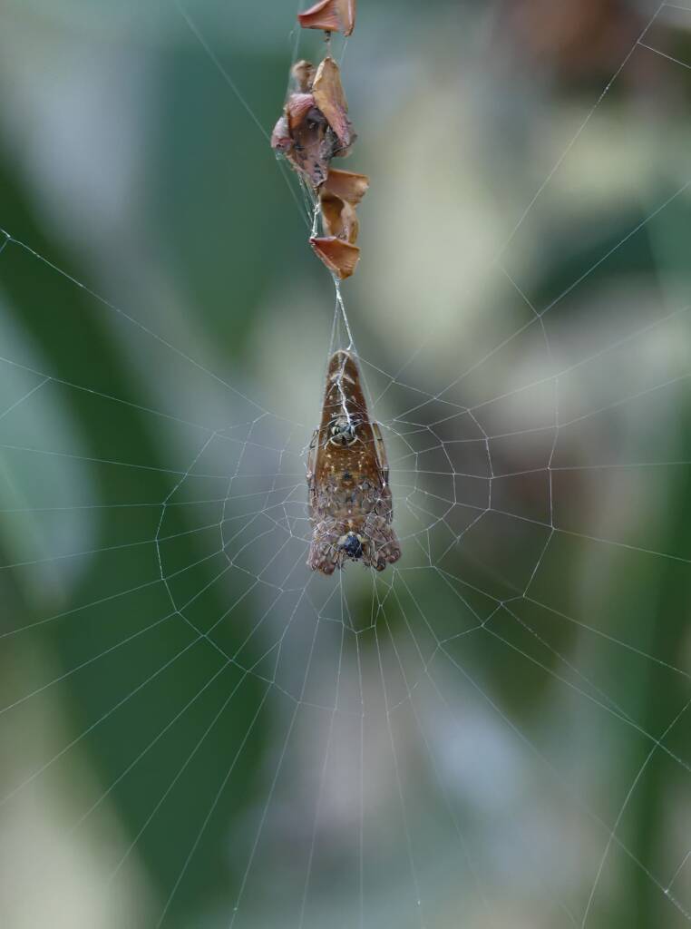 Scorpion-tailed Spider (Arachnura higginsi) © Stefan Jones