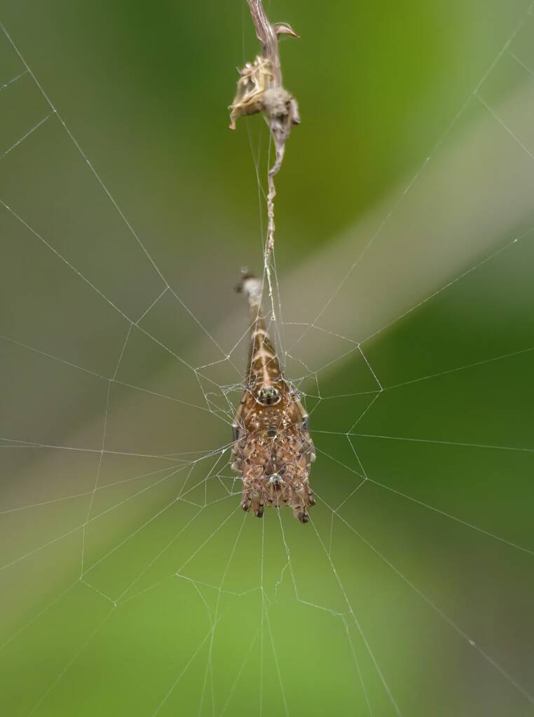 Scorpion-tailed Spider (Arachnura higginsi) © Stefan Jones