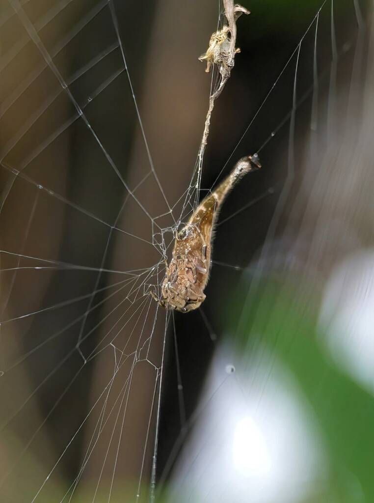 Scorpion-tailed Spider (Arachnura higginsi) © Stefan Jones