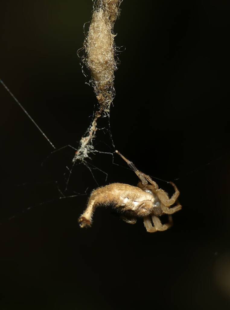 Scorpion-tailed Spider (Arachnura higginsi) © Stefan Jones