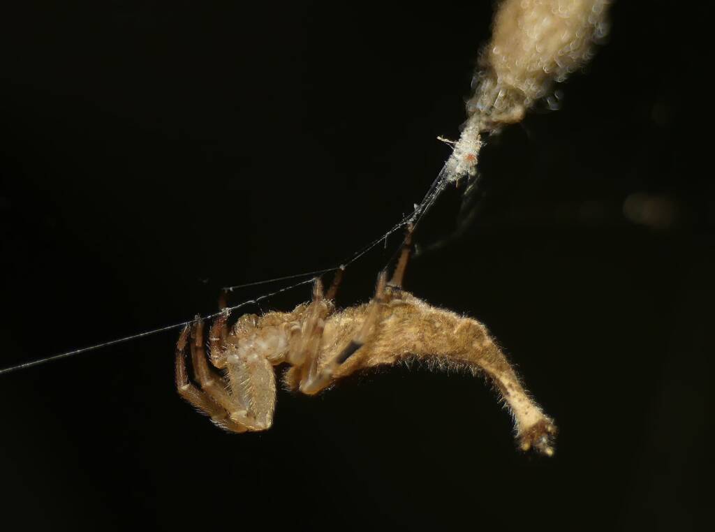 Scorpion-tailed Spider (Arachnura higginsi) © Stefan Jones