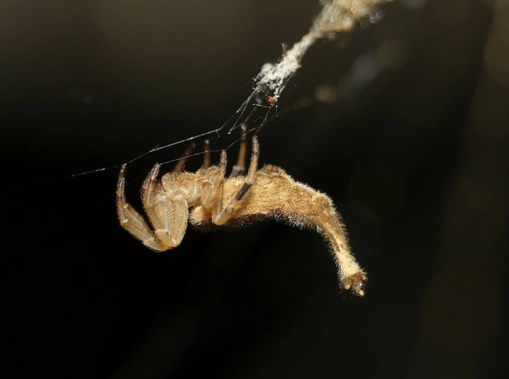 Scorpion-tailed Spider (Arachnura higginsi) © Stefan Jones