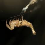 Scorpion-tailed Spider (Arachnura higginsi) © Stefan Jones