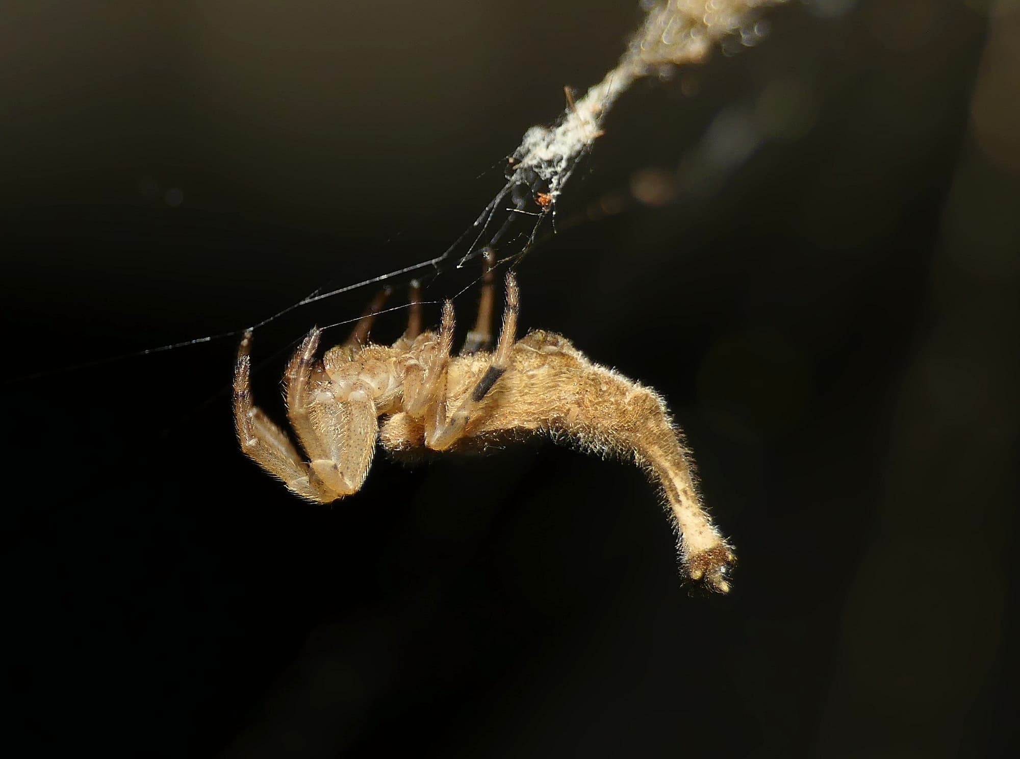 Scorpion-tailed Spider (Arachnura higginsi) © Stefan Jones
