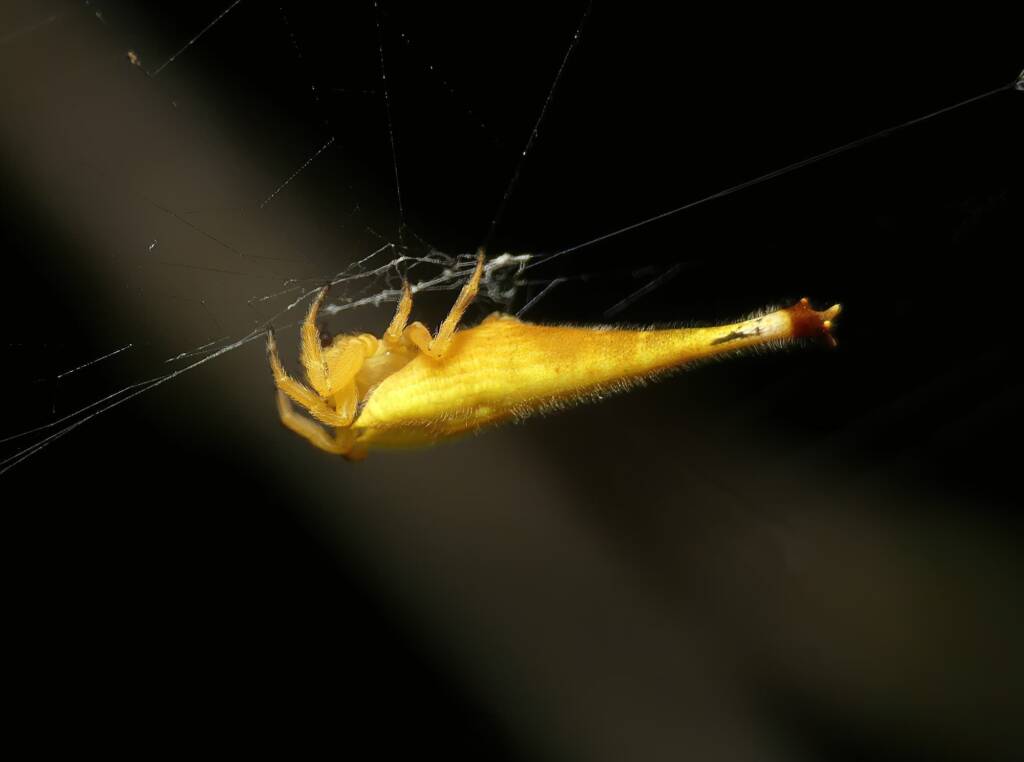 Scorpion-tailed Spider (Arachnura higginsi) © Stefan Jones