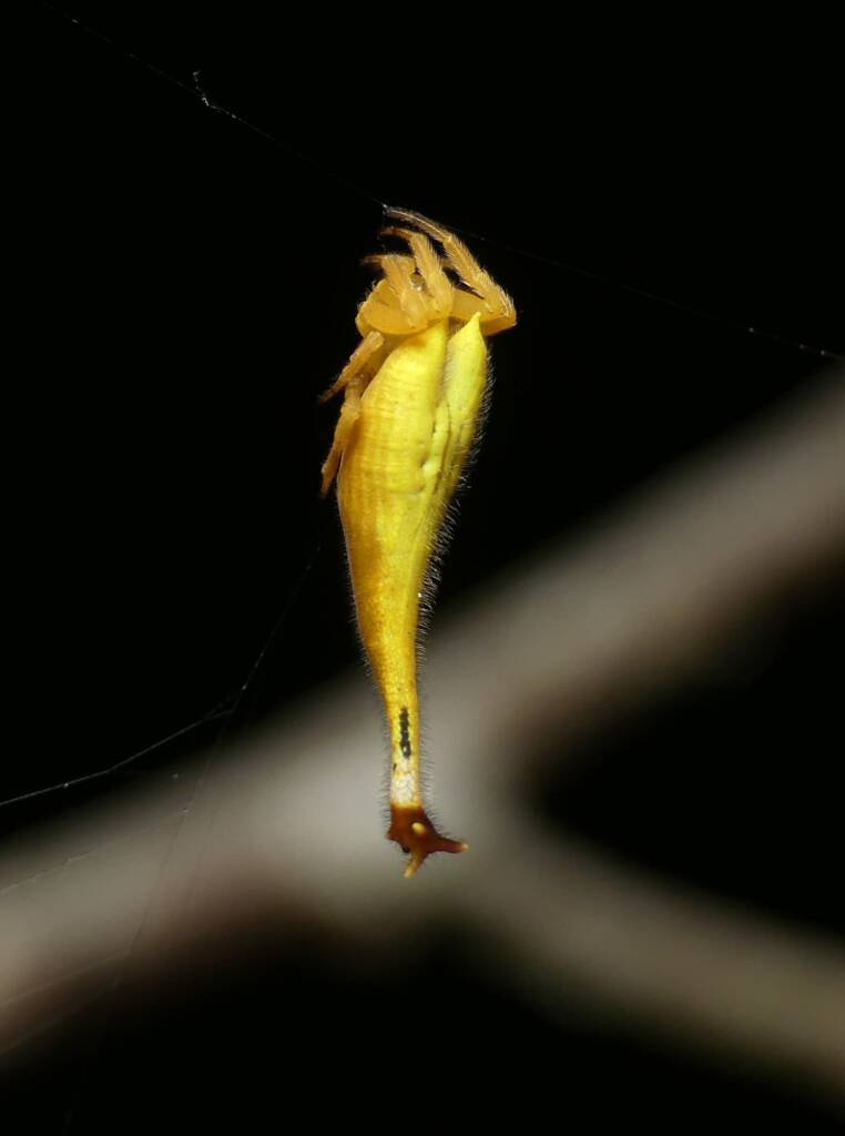 Scorpion-tailed Spider (Arachnura higginsi) © Stefan Jones