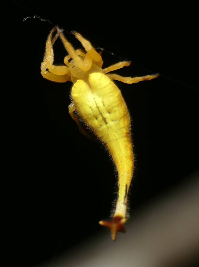 Scorpion-tailed Spider (Arachnura higginsi) © Stefan Jones