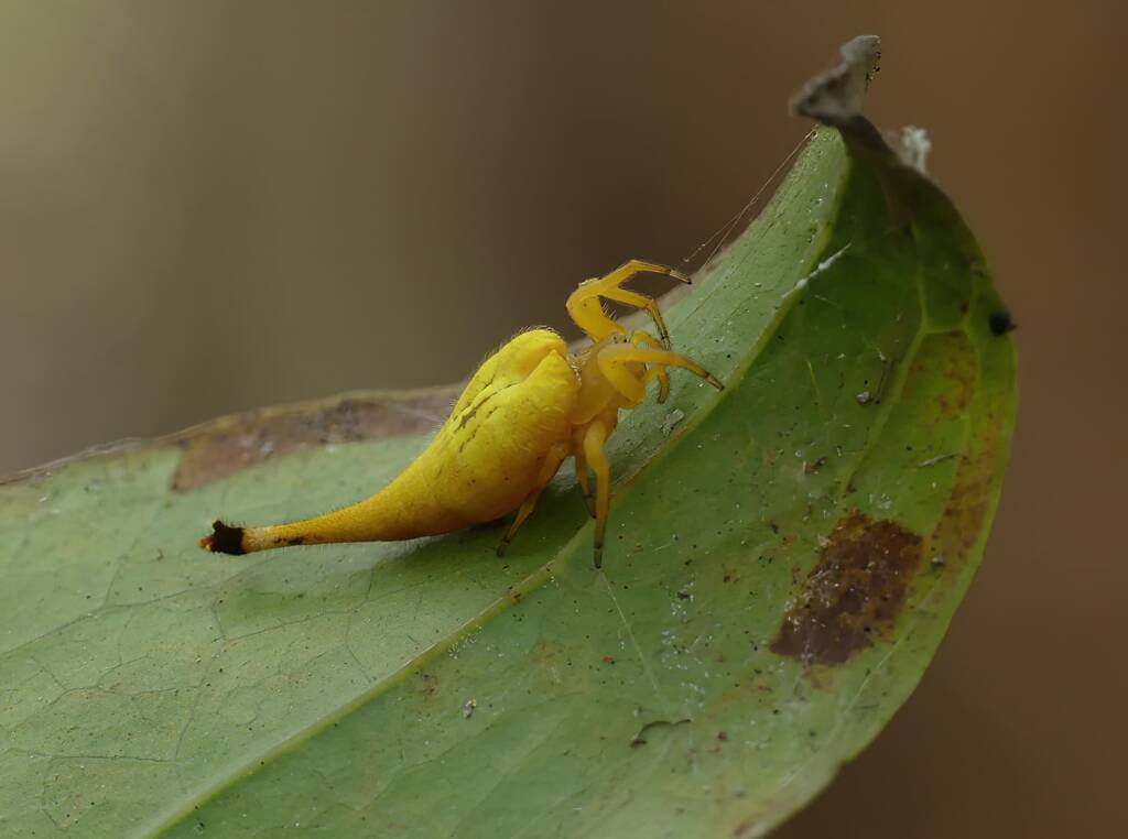 Scorpion-tailed Spider (Arachnura higginsi) © Stefan Jones