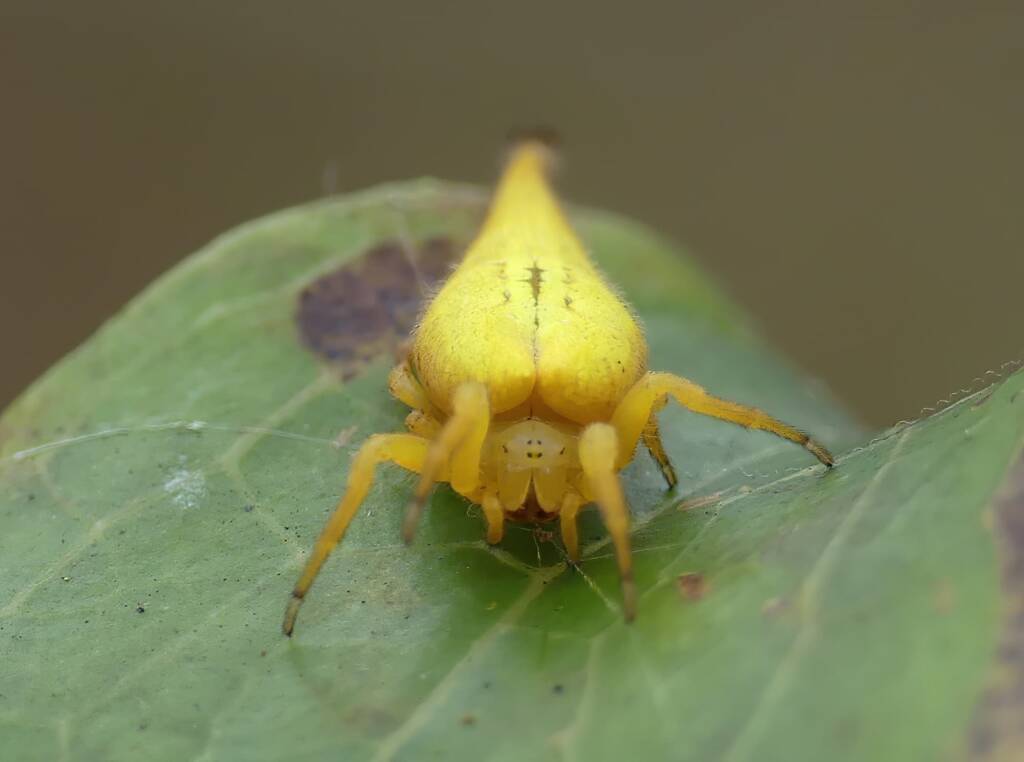 Scorpion-tailed Spider (Arachnura higginsi) © Stefan Jones