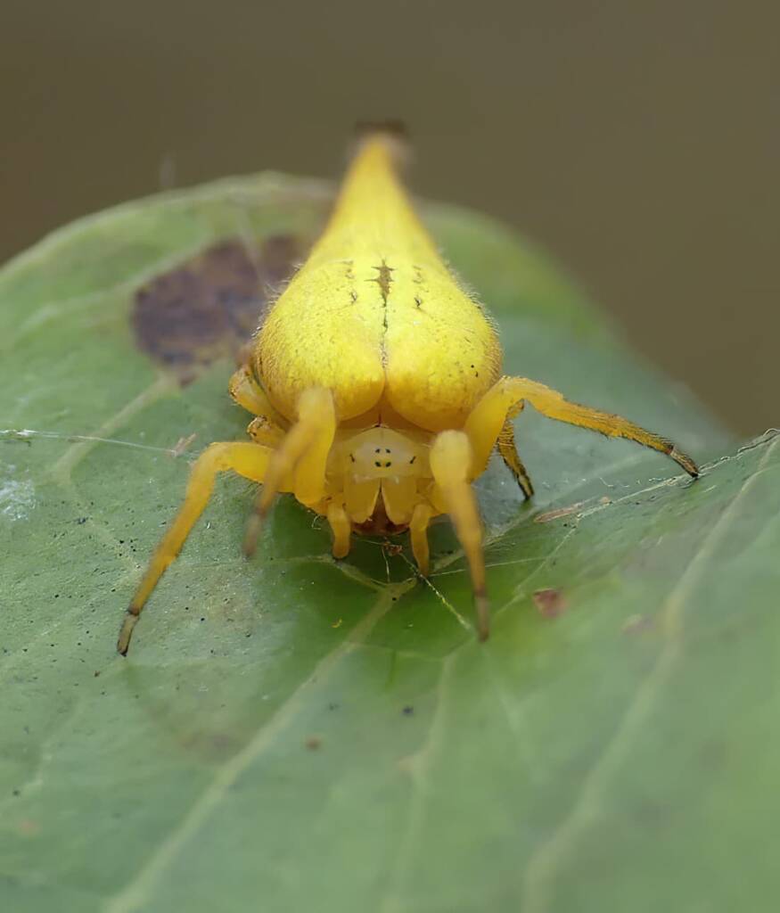 Scorpion-tailed Spider (Arachnura higginsi) © Stefan Jones