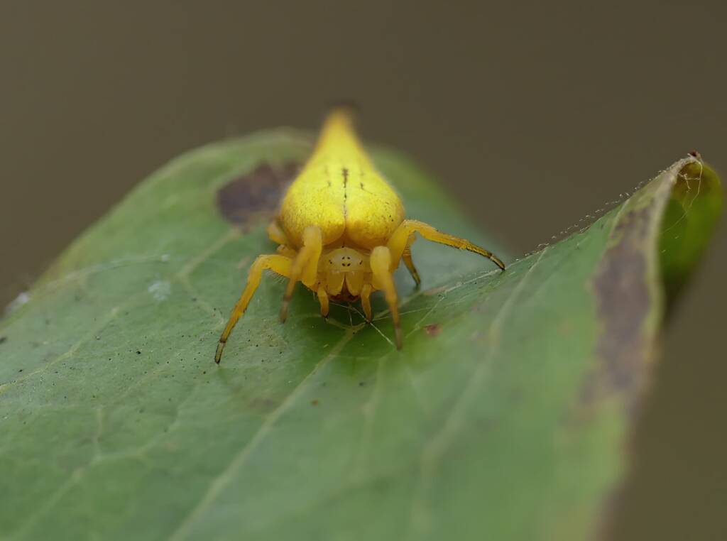 Scorpion-tailed Spider (Arachnura higginsi) © Stefan Jones