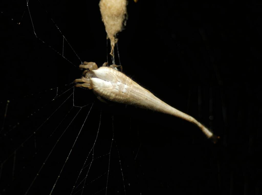Scorpion-tailed Spider (Arachnura higginsi) © Stefan Jones