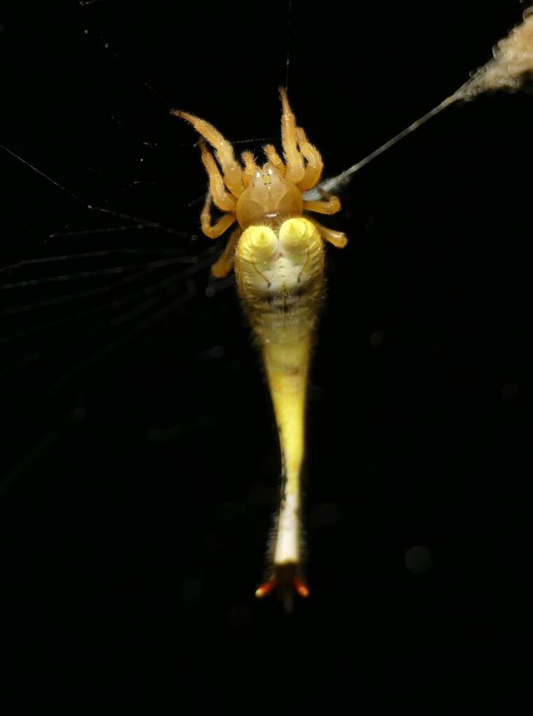 Scorpion-tailed Spider (Arachnura higginsi) © Stefan Jones