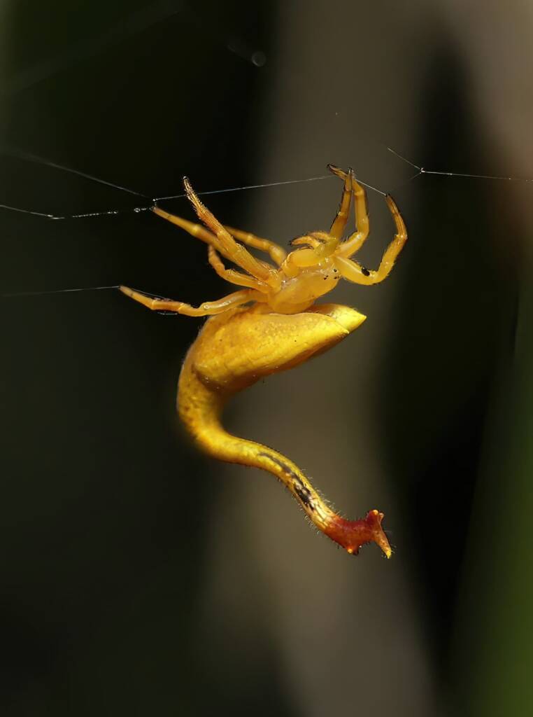 Scorpion-tailed Spider (Arachnura higginsi) © Stefan Jones