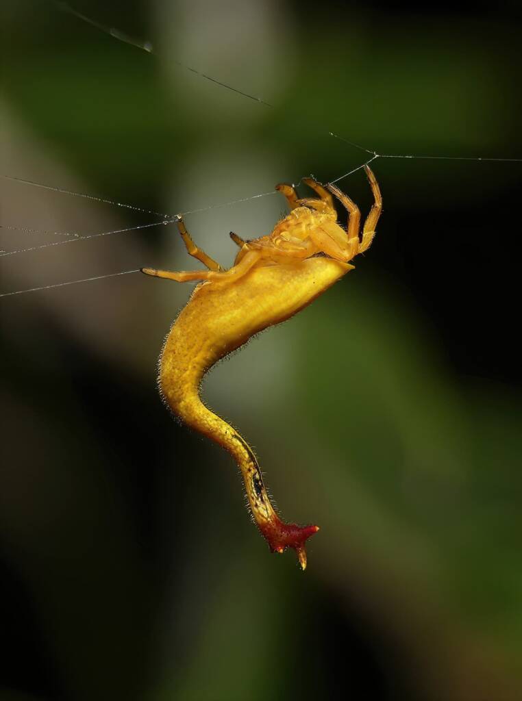 Scorpion-tailed Spider (Arachnura higginsi) © Stefan Jones