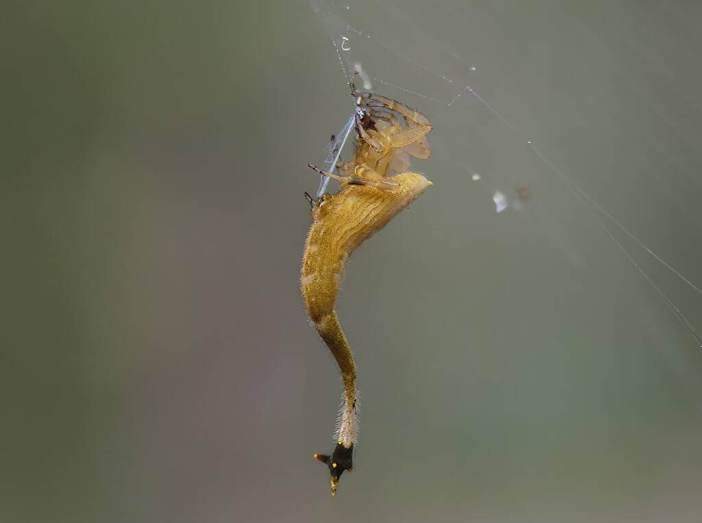 Scorpion-tailed Spider (Arachnura higginsi) © Stefan Jones