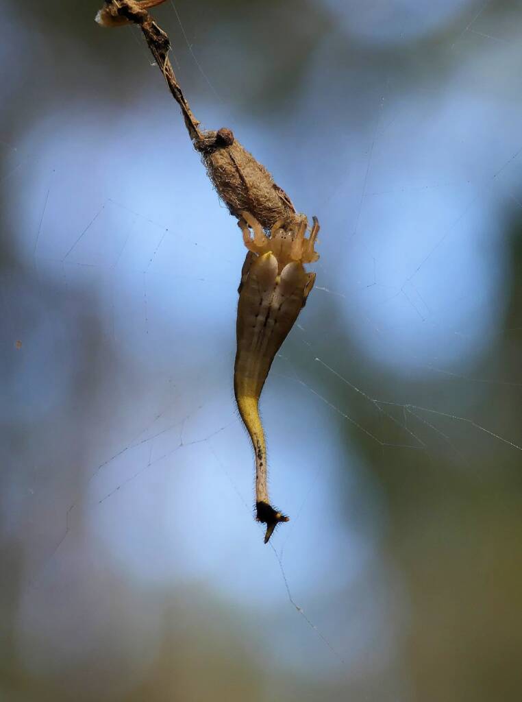 Female Scorpion-tailed Spider (Arachnura higginsi) with egg sacs © Stefan Jones