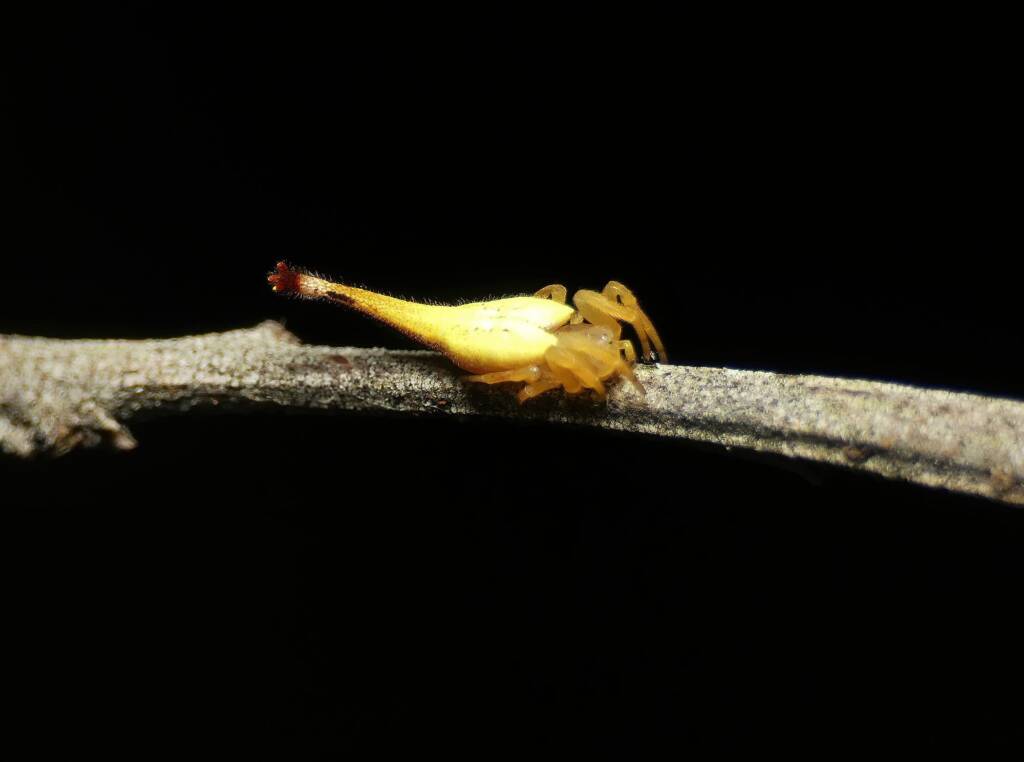Scorpion-tailed Spider (Arachnura higginsi) © Stefan Jones