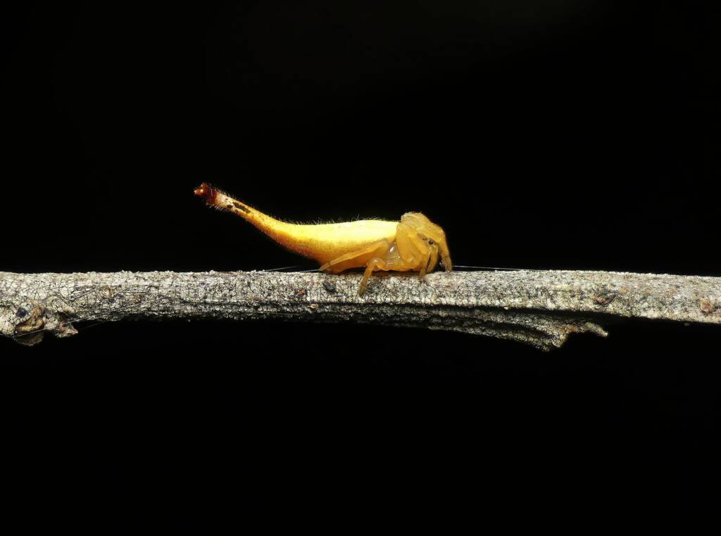 Scorpion-tailed Spider (Arachnura higginsi) © Stefan Jones