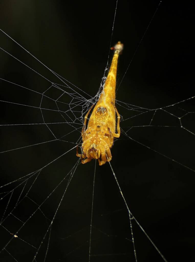 Scorpion-tailed Spider (Arachnura higginsi) © Stefan Jones