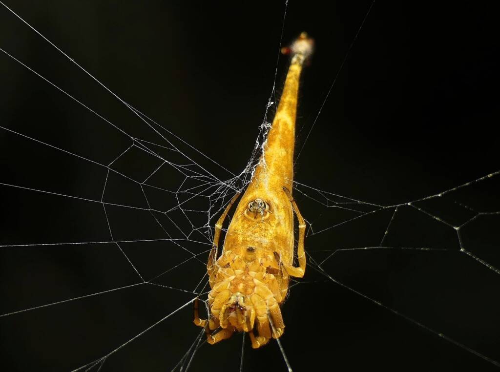 Scorpion-tailed Spider (Arachnura higginsi) © Stefan Jones