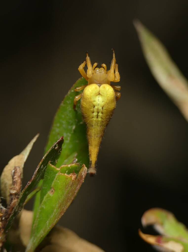 Scorpion-tailed Spider (Arachnura higginsi) © Stefan Jones