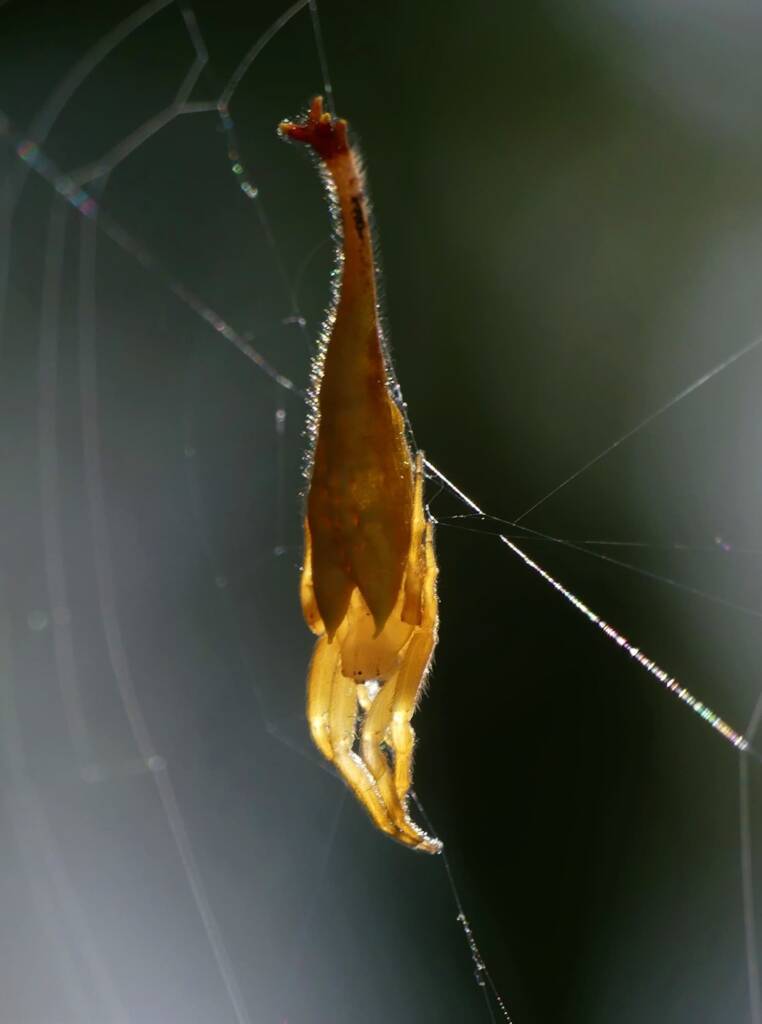 Scorpion-tailed Spider (Arachnura higginsi) © Stefan Jones