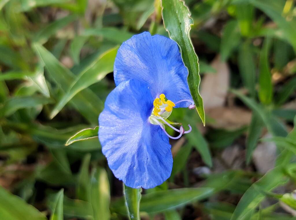 Scurvy Grass (Commelina ensifolia), Alice Springs NT
