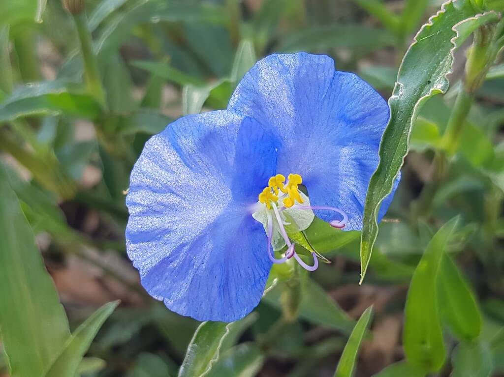 Scurvy Grass (Commelina ensifolia), Alice Springs NT