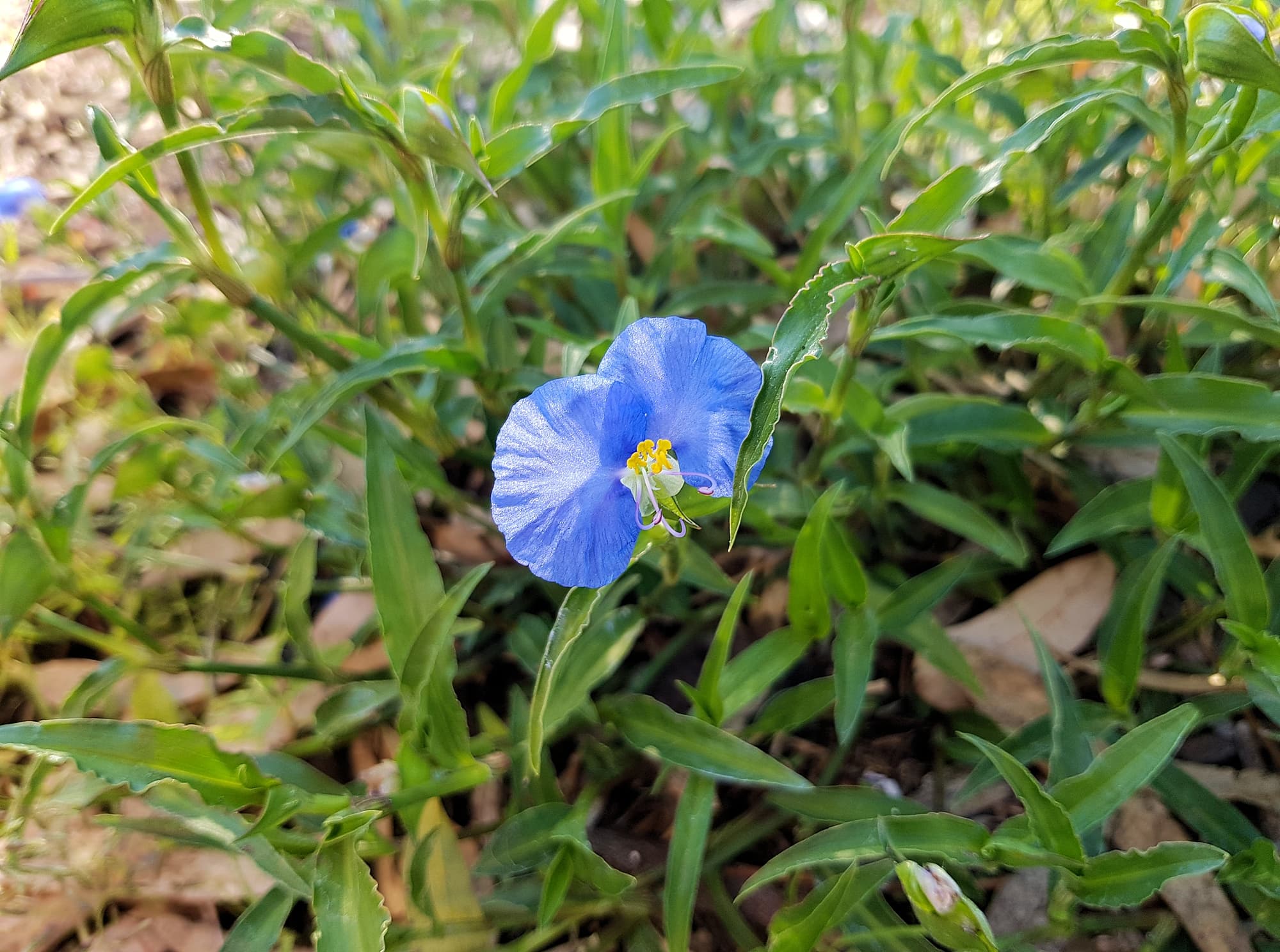 Scurvy Grass (Commelina ensifolia), Alice Springs NT