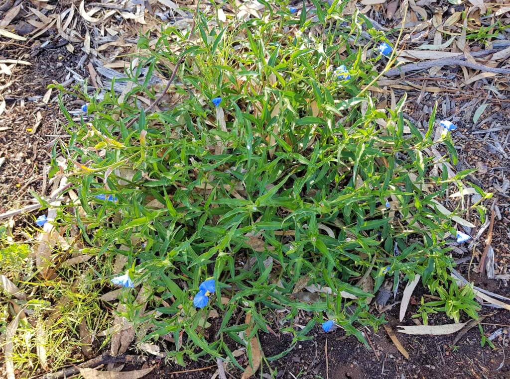 Scurvy Grass (Commelina ensifolia), Alice Springs NT